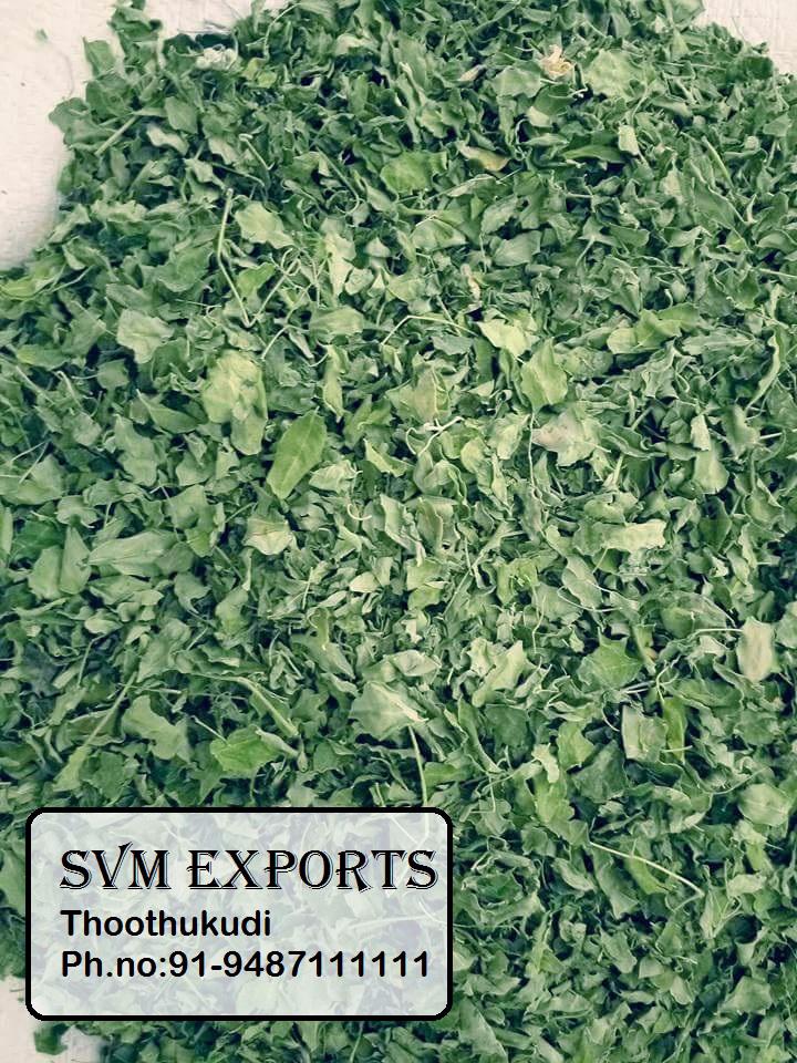 Product image - Our SVM Exports Moringa Dry Leaves are harvested from fully matured leaves and leaves are carefully washed with Normal water ( ph level 6-7) and dried at low temperature for maintain the colour AND Nutritive values. Greenin colour  with out any  foreign matters.  Rich in vitamins, phyto nutrients, antioxidants, amino acids etc                                                                                            